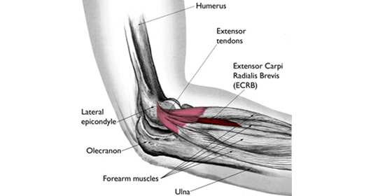 Extensor tendon of the forearm